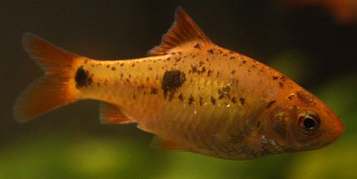 Gullbarbe (Puntius semifasciolatus var. "Schuberti")