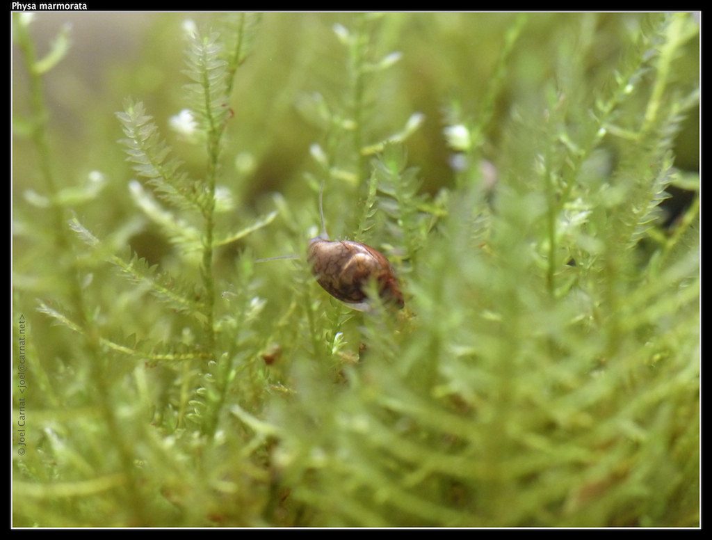 Snegle som beiter på javamose (Taxiphyllum barbieri).