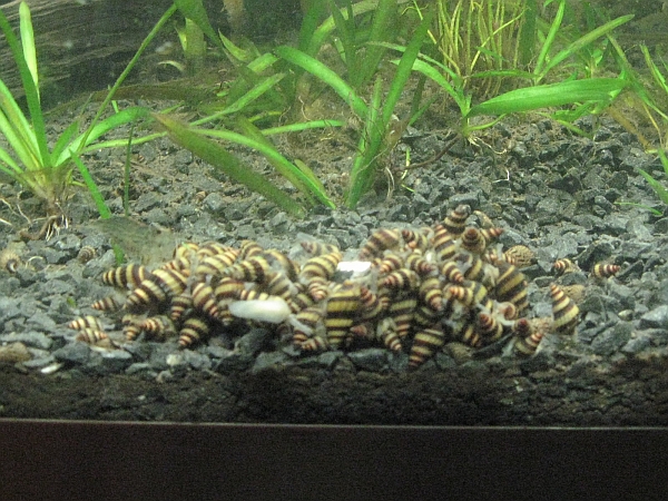 En gruppe med jegersnegler (Anentome sp.).