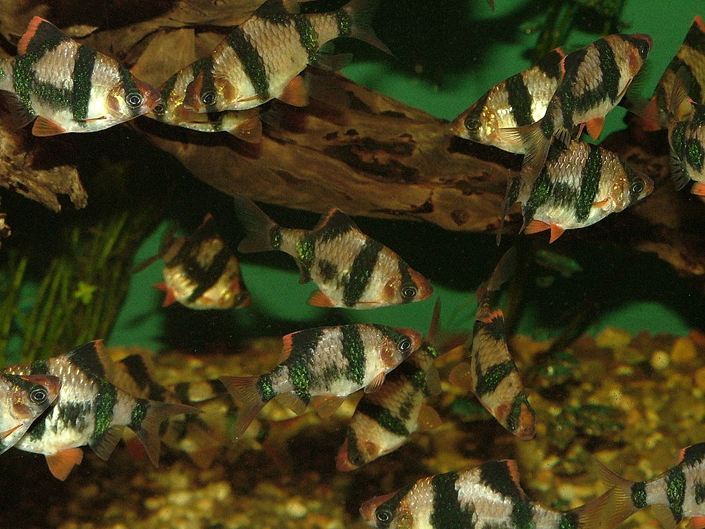 Tigerbarbe (Puntigrus tetrazona)