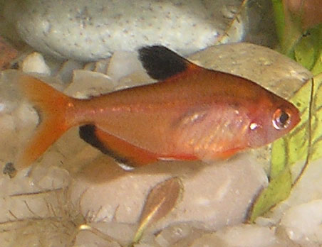 Serpatetra (Hyphessobrycon eques)